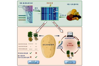 繪制首個馬鈴薯有害突變的基因二維圖譜：我國馬鈴薯育種基礎(chǔ)理論和技術(shù)進(jìn)入世界領(lǐng)先水平